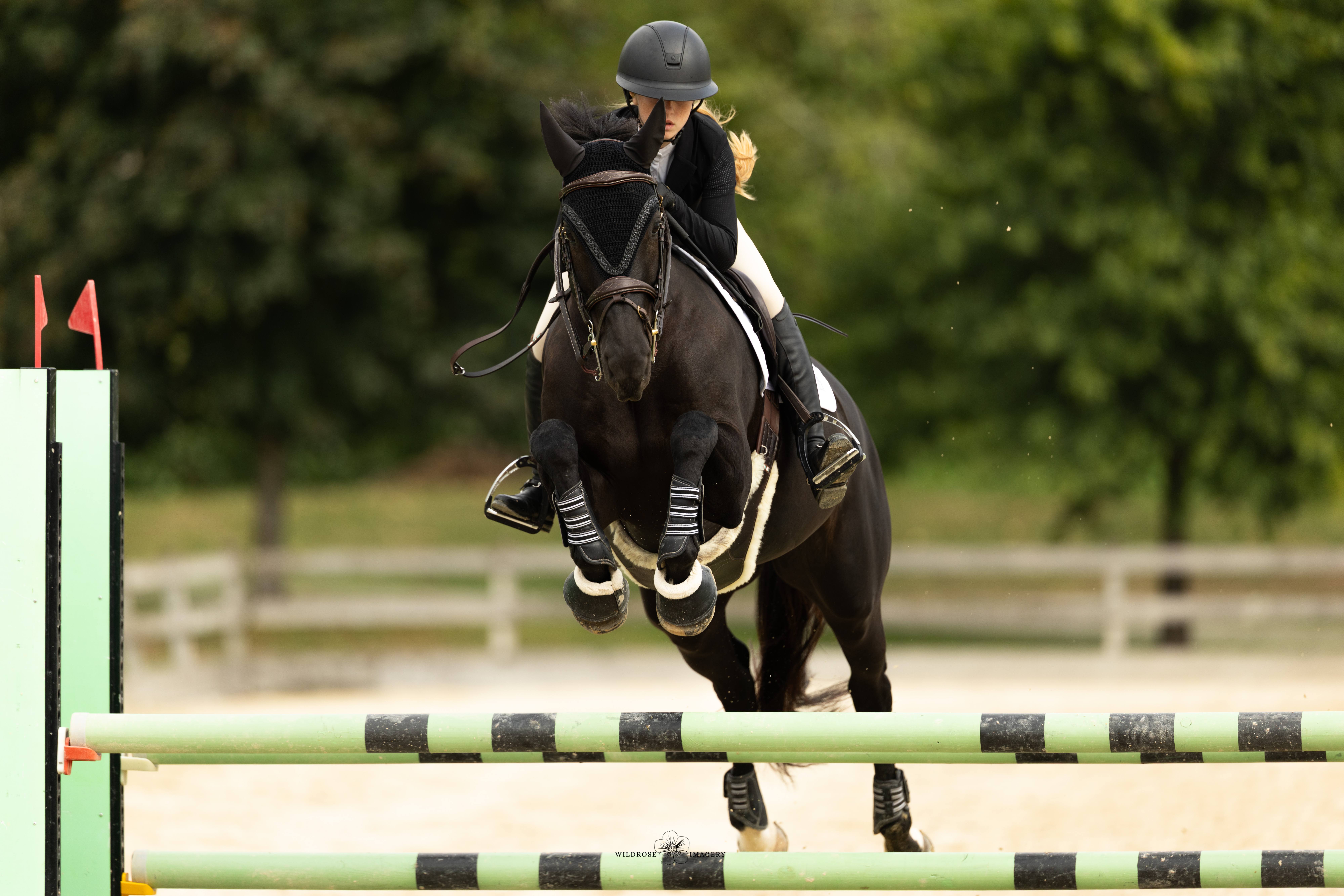 Premium show jumping horse